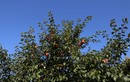 Яблоневый сад Успенской обители